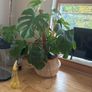 plant Image 2
