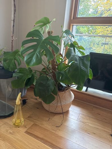 plant