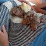 chicks Image 2