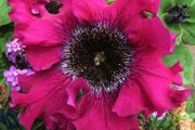 (P) Petunia Bordeaux F1 seeds (15 seeds) (414147)