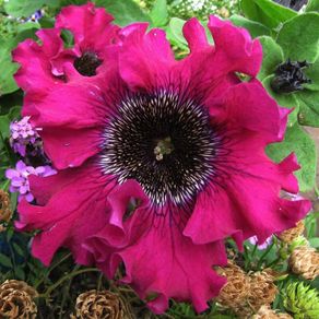 (P) Petunia Bordeaux F1 seeds (15 seeds) (414147)