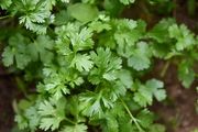 (C) Coriander Hacor seeds 3g (210497)