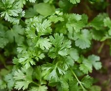 (C) Coriander Hacor seeds 3g (210497)