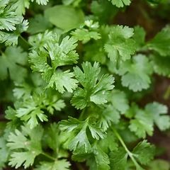 (C) Coriander Hacor seeds 3g (210497)