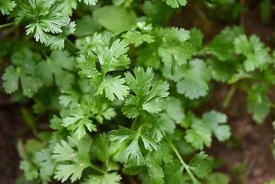 (C) Coriander Hacor seeds 3g (210497)