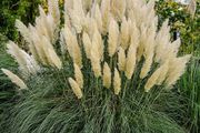 (G) Pampas Grass Seeds 0.1g (431908)