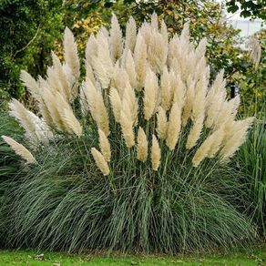 (G) Pampas Grass Seeds 0.1g (431908)