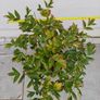 Tree Peony Image 5