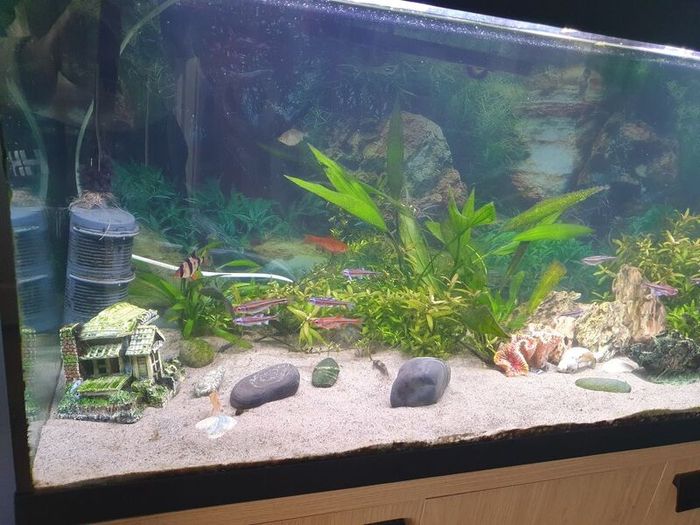 240l aquarium for sale