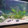 240l aquarium for sale Image 5
