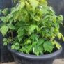raspberry Image 2