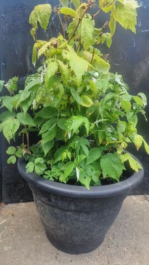 raspberry