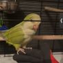 Pet adoption Image 7