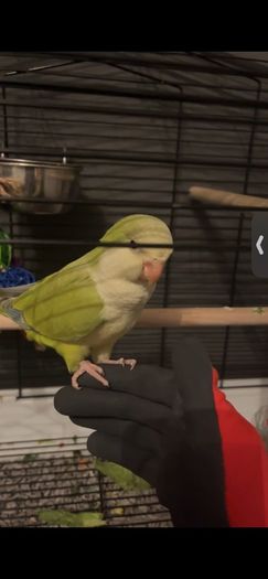 Pet adoption