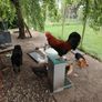 My best rooster available Image 5
