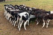 45 Fresian Bull Weanlings For Sale