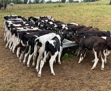 45 Fresian Bull Weanlings For Sale