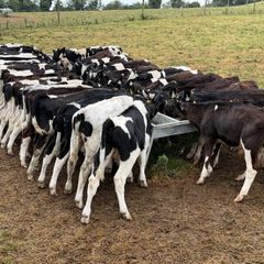 45 Fresian Bull Weanlings For Sale