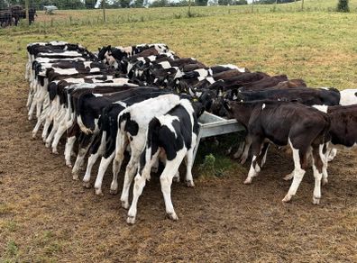 45 Fresian Bull Weanlings For Sale