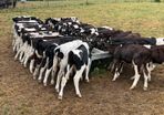 45 Fresian Bull Weanlings For Sale