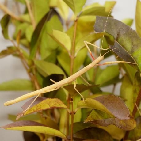 Indian stick insect eggs