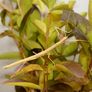 Indian stick insect eggs Image 3