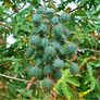 (C) Castor Oil Plant seeds 0.3g (608645) Image 2