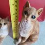 SET OF 2 Orange Cat Sitting. Image 6