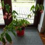 Large spider plants & one begonia maculata Image 4