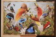 Birds of Paradise 1000 Piece Jigsaw Puzzle
