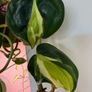 Rare houseplant Philodendron Cream Splash Image 3