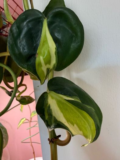 Rare houseplant Philodendron Cream Splash