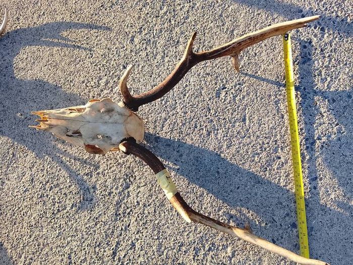 Fallow deer head