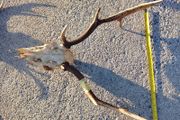 Fallow deer head