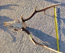 Fallow deer head