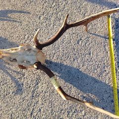 Fallow deer head