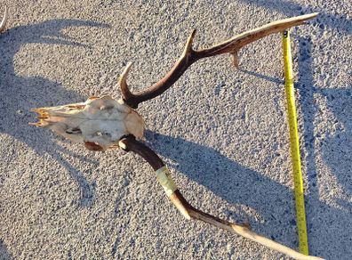 Fallow deer head