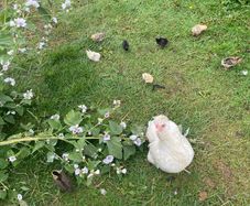 Ayam Cemani, Giants, Bantams - Roosters, Chicks, Micro Flocks, Ducklings, Goslings