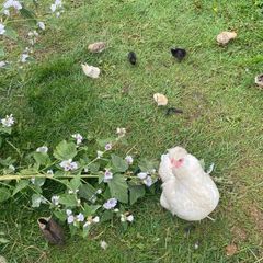 Ayam Cemani, Giants, Bantams - Roosters, Chicks, Micro Flocks, Ducklings, Goslings