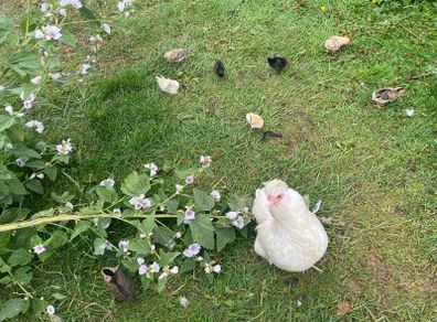 Ayam Cemani, Giants, Bantams - Roosters, Chicks, Micro Flocks, Ducklings, Goslings