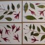 Fuchsia - Pressed Flowers for Crafting: Flowers, Stems, Leaves Image 5
