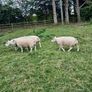 Beltex Hogget Ram Image 9