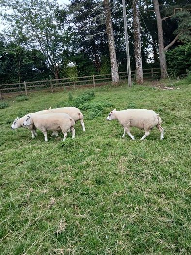 Beltex Hogget Ram