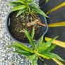 Nectarin dwarf tree plant Image 2