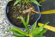 Nectarin dwarf tree plant
