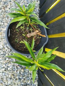 Nectarin dwarf tree plant