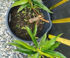 Nectarin dwarf tree plant