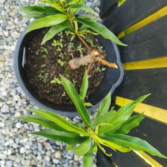 Nectarin dwarf tree plant