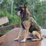OneTigris X Destroyer Tactical Dog Harness 2 or 3 Handles Heavy Duty Dog Vest with Metal Buckles Image 3