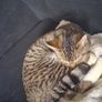 female cat looking for good home only Image 5